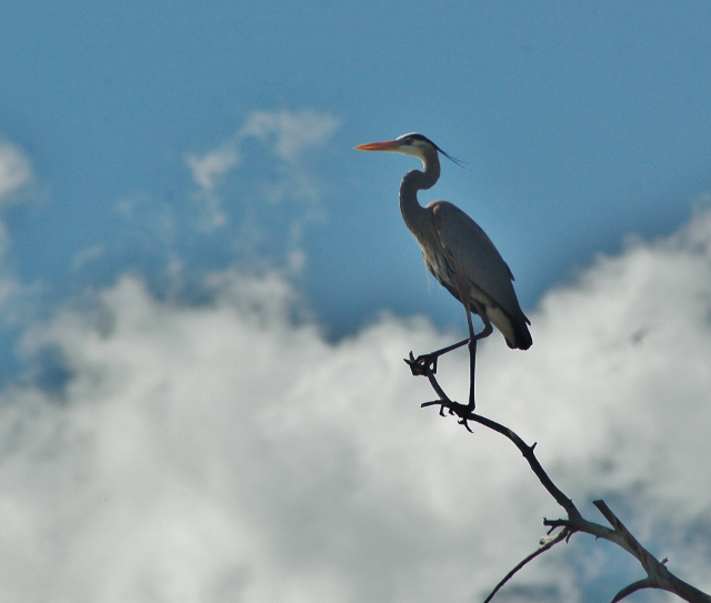 Great blue herons at CF Rec Site